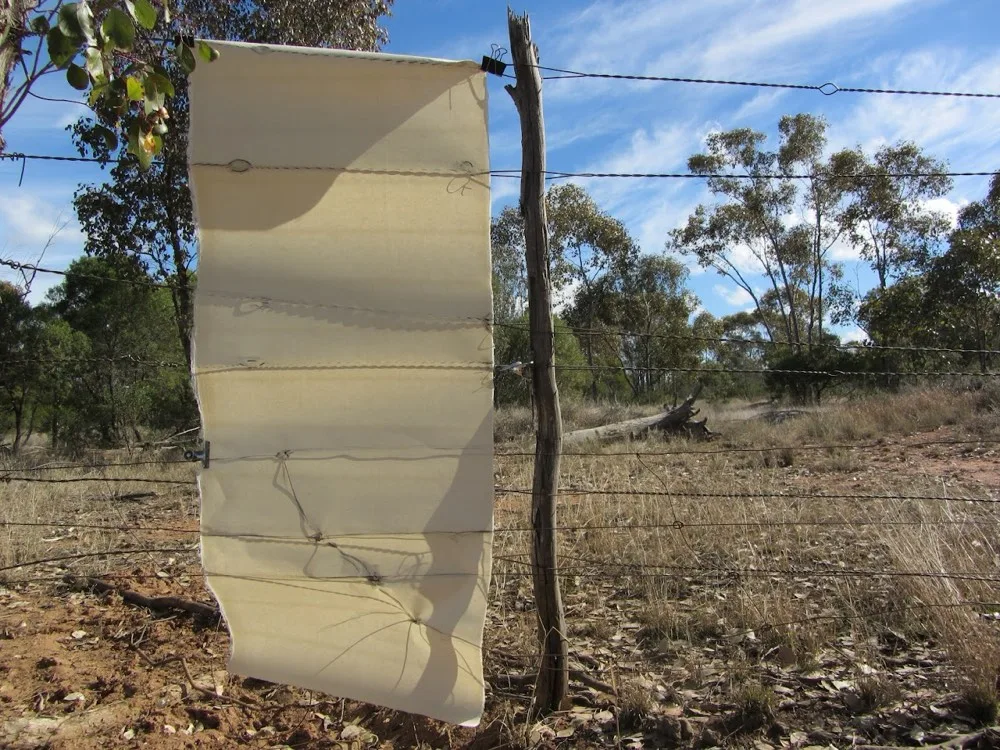 Japanese scroll paper, hanging on stock yard fence.
