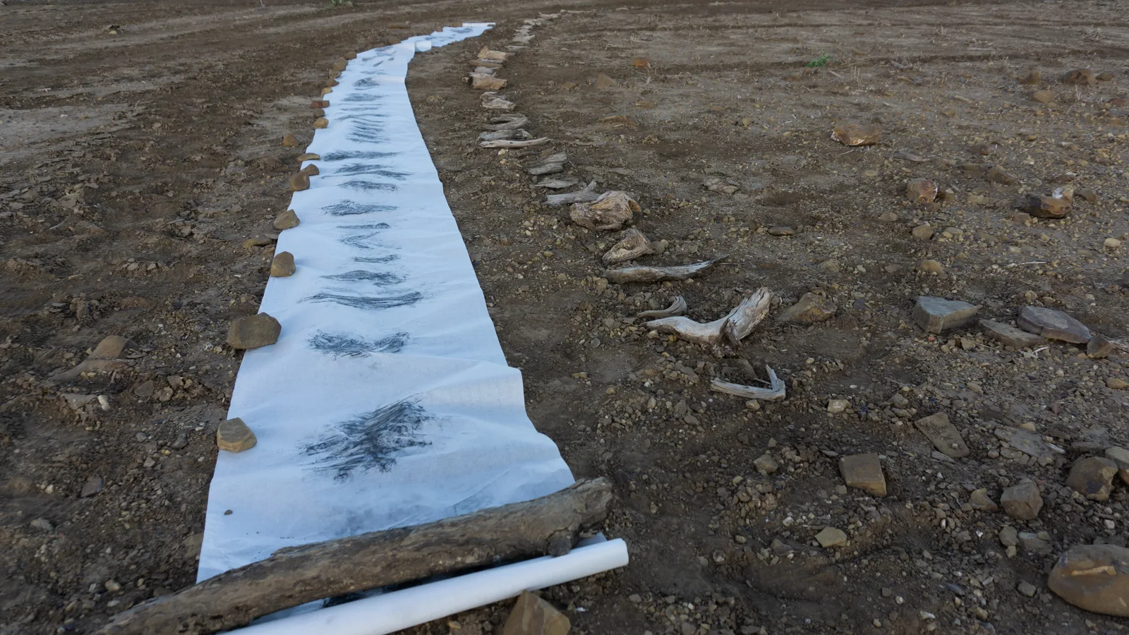 Taking rubbings of the Belah timber on the plowed paddocks