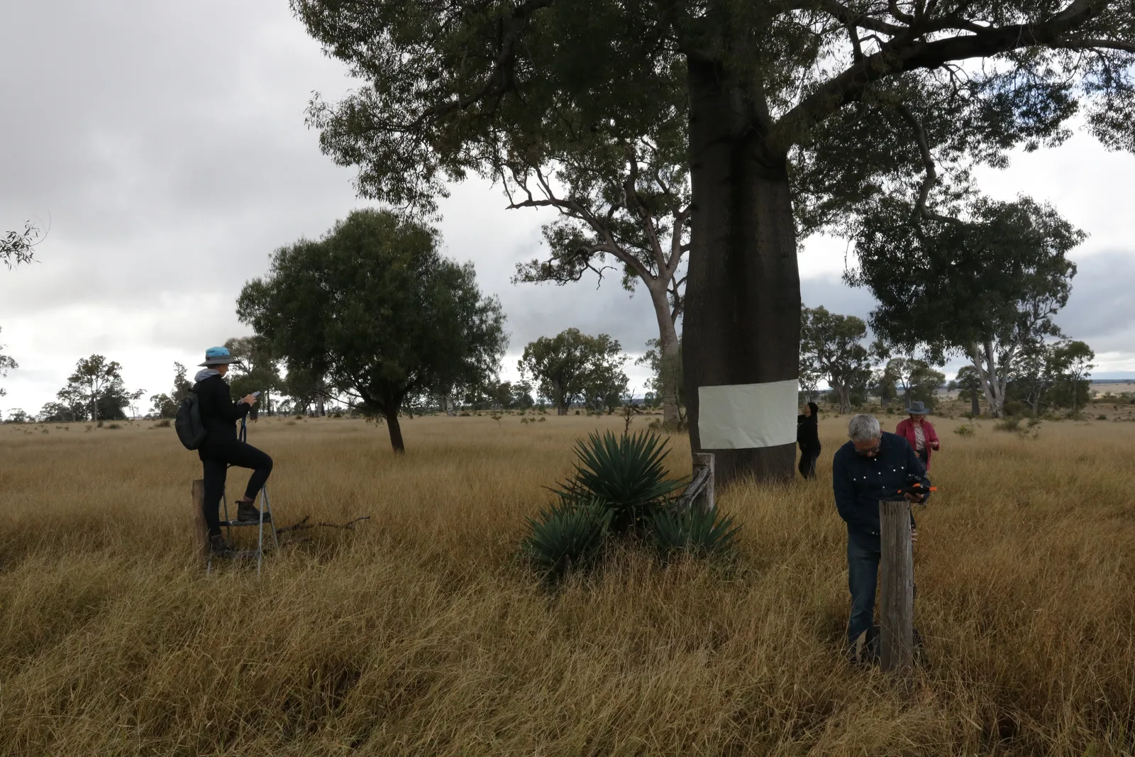 Yimbaya Maranoa Arts Collective